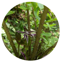 Close-up of green plant stems with spiky thorns and purple flowers, set against a blurred background of foliage.