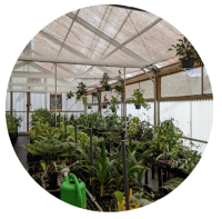 A greenhouse with various plants and hanging pots, featuring a clear roof allowing sunlight to filter through. A green watering can is visible among the plants.