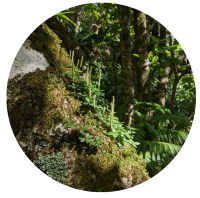 A moss-covered section of a forest features small green plants with vertical stems against a backdrop of trees and foliage.