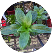 Top view of a healthy green plant with broad leaves growing in a pot, surrounded by other potted plants on a grid-like surface.