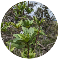 A close-up image of green leafy branches with a single small white flower amidst dense foliage in a circular frame.