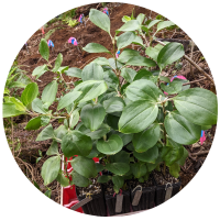 A small leafy green plant sits in a circular planter filled with soil and small flowers in the background.