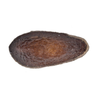 A single, oval-shaped, dark brown seed with a textured surface, isolated on a white background.