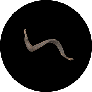 Bidens campylotheca subsp. pentamera- A dried, twisted, dark brown seed pod is centered on a solid black circular background.