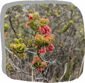 A close-up of a shrub with clusters of small red and green flowers, set against a background of blurred branches and foliage—perfect for adding natural beauty to your next Quarterly Newsletter.