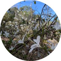 White flowers blooming on tree branches with green leaves under a blue sky, photographed outdoors in a circular frame.