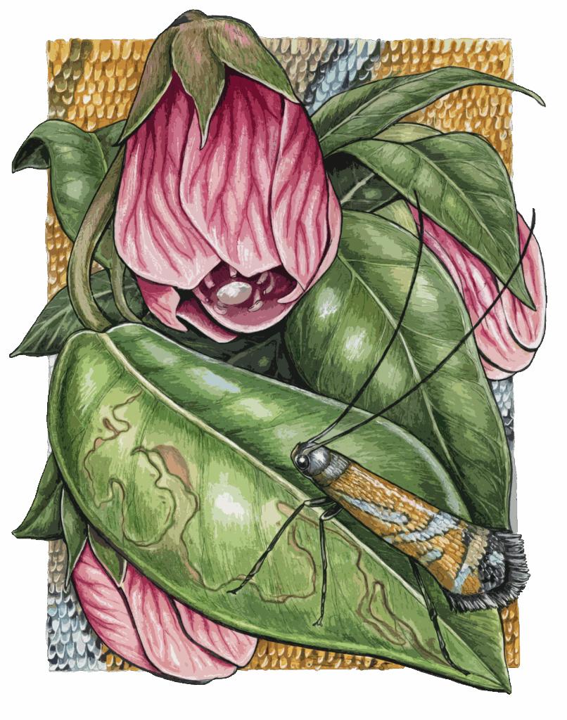An illustration of a pink flower with green leaves, featuring a small yellow and black moth resting on one of the leaves.