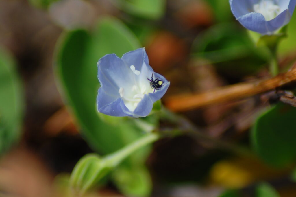 A small black insect sits inside a purple-blue flower with a white center, surrounded by green leaves and out-of-focus background.
