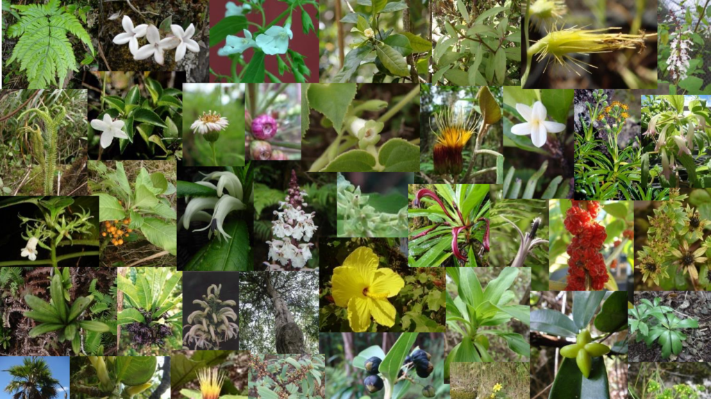 A collage of various tropical flowers and plants, each image showcasing different shapes, colors, and foliage in a grid layout.