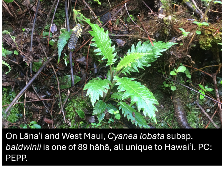 A green Cyanea lobata subsp. baldwinii plant grows among moss and ferns on a forest floor. Text notes it is one of 89 Hawaiian hāhā species, photographed on Lāna‘i and West Maui.