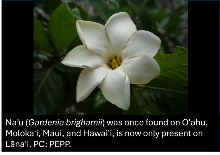 A white na'u (Gardenia brighamii) flower with glossy green leaves; text notes it's now only present on Lānaʻi.
