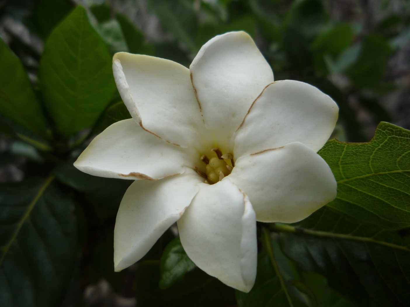 A close-up of a white flower with six petals and yellow center, surrounded by green leaves.
