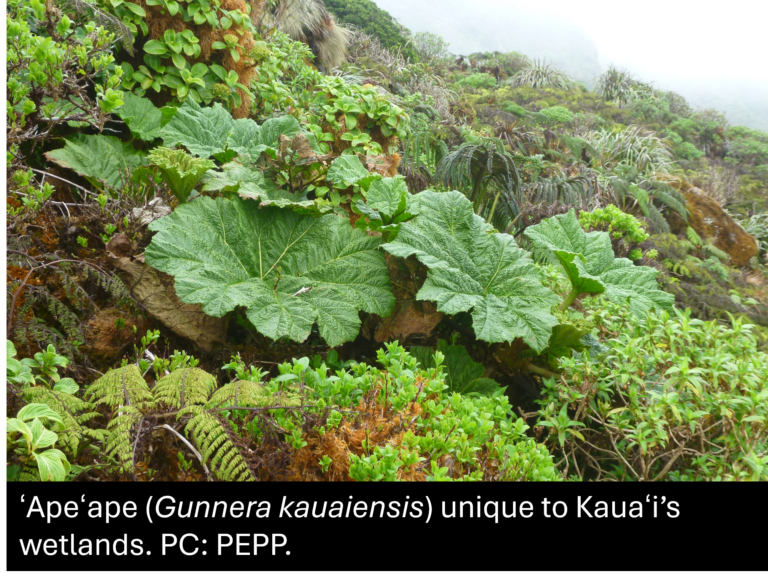 Large green ‘Ape‘ape (Gunnera kauaiensis) plants with broad leaves growing among other vegetation in a misty, wetland area on Kauaʻi.