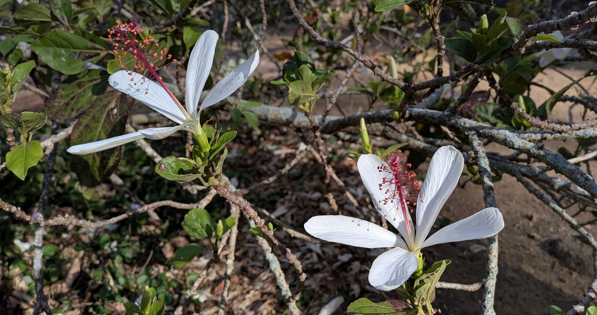 Two white hibiscus flowers with long red stamens bloom among green leaves and branches, with a blurred background of dry leaves and soil.