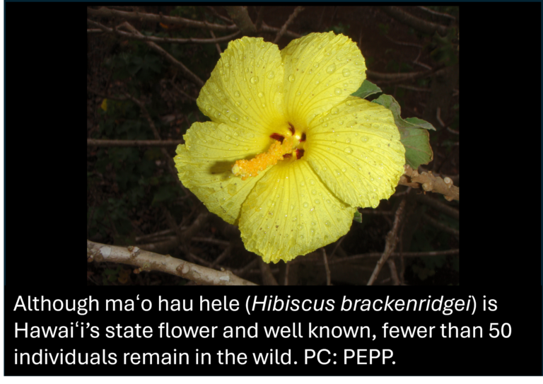 A yellow hibiscus flower with water droplets is attached to a branch, set against a dark background.