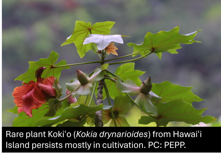 Branch of Kokiʻo (Kokia drynarioides) with green leaves and reddish flowers, photographed outdoors. Text overlay notes its rarity and cultivation in Hawaiʻi.