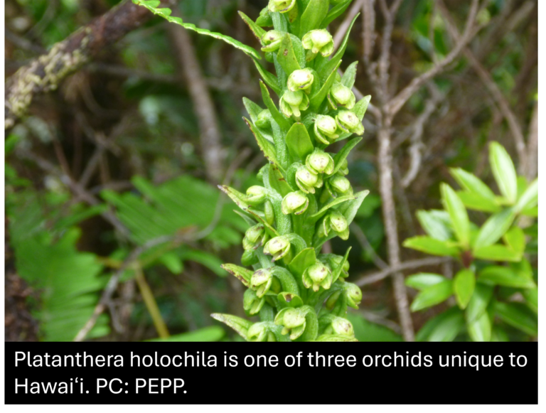 Close-up of Platanthera holochila, a green orchid species native only to Hawai‘i, with small clustered flowers and leafy stems.