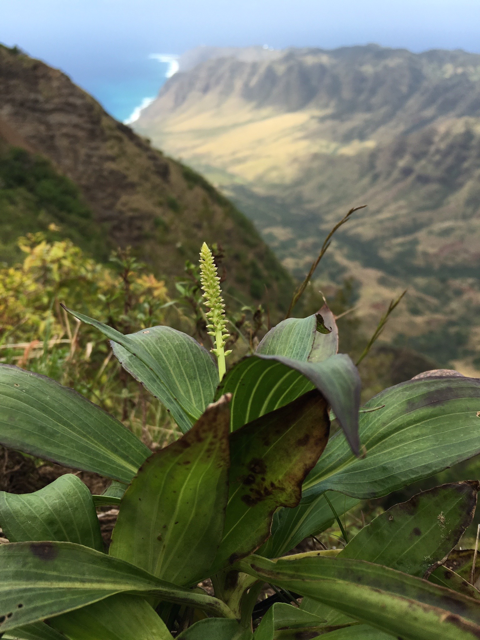 Close-up of a green plant with broad leaves and a central spike, set against a blurred background of steep mountains and distant coastline.