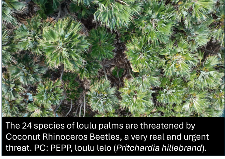 Overhead view of clustered loulu palm trees. Text overlay states the species are threatened by Coconut Rhinoceros Beetles.