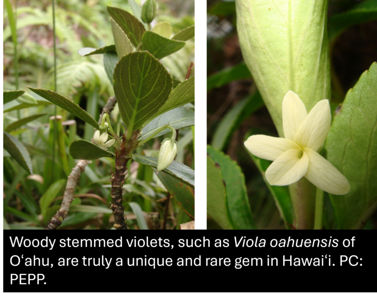 Close-up of woody stemmed violets with green leaves and a pale yellow flower, identified as Viola oahuensis, native to Oʻahu, Hawaiʻi.