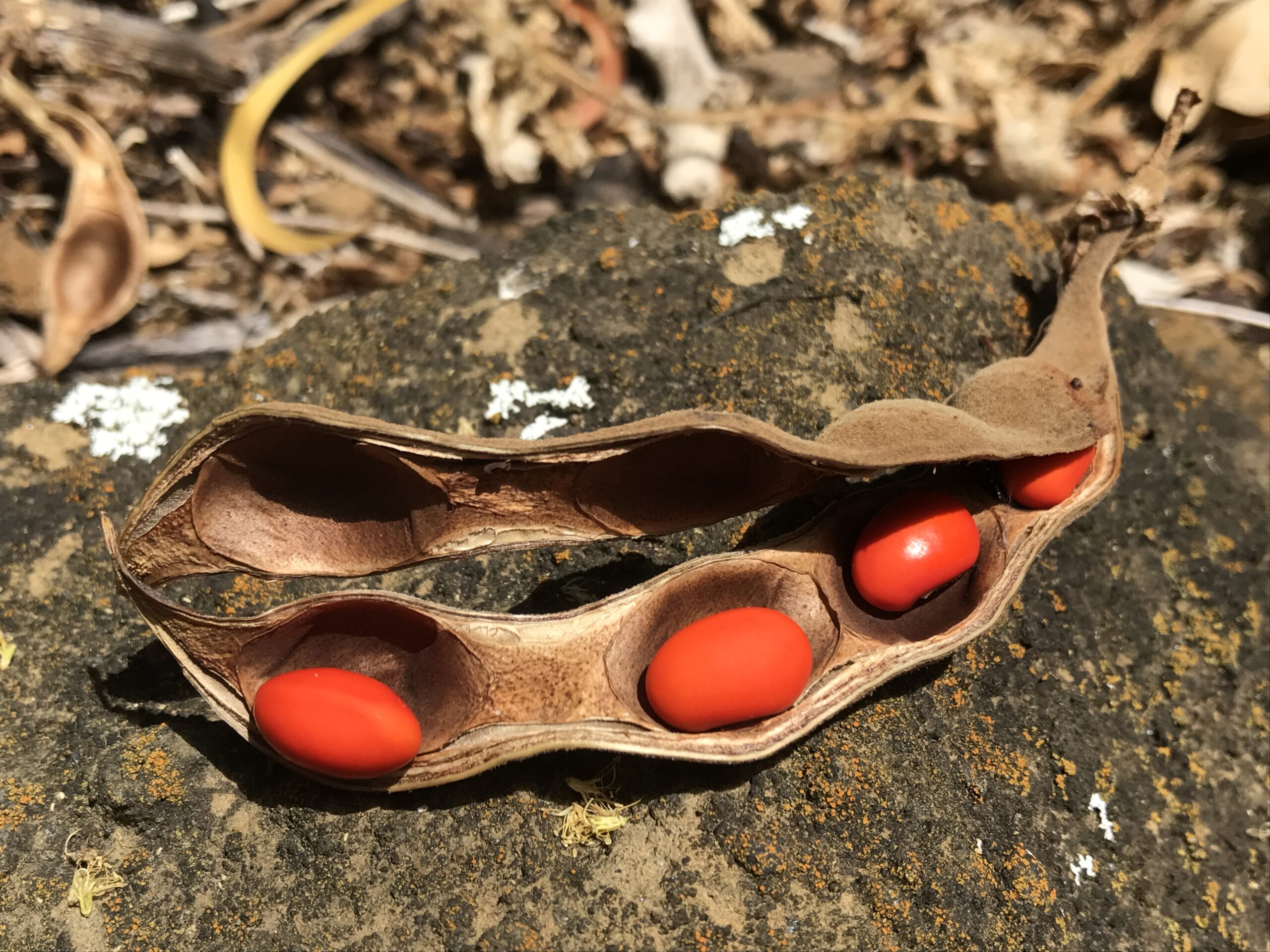 Open brown seed pod displaying four shiny red seeds, resting on a mossy rock with dry leaves and debris in the background.