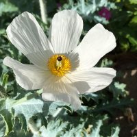A white poppy flower with a yellow beetle on it.